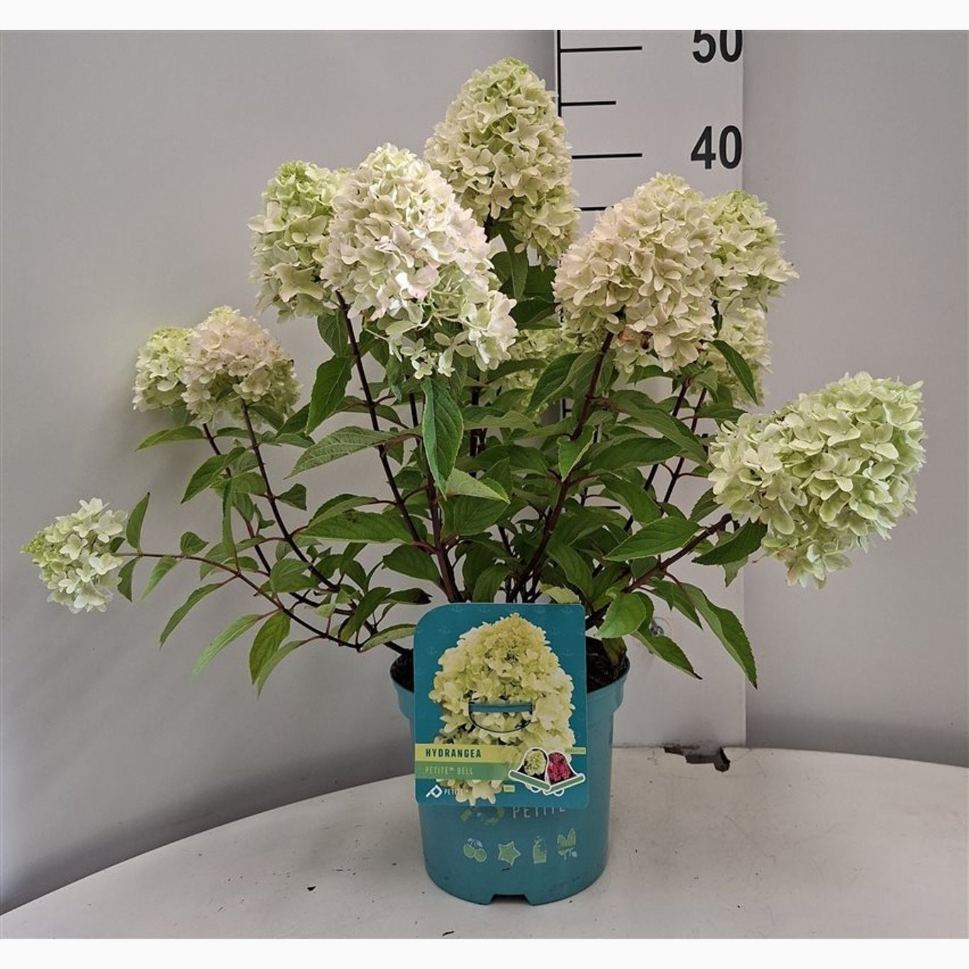 Syrenhortensia – Hydrangea paniculata Petite Bell - C3 30-40 CM